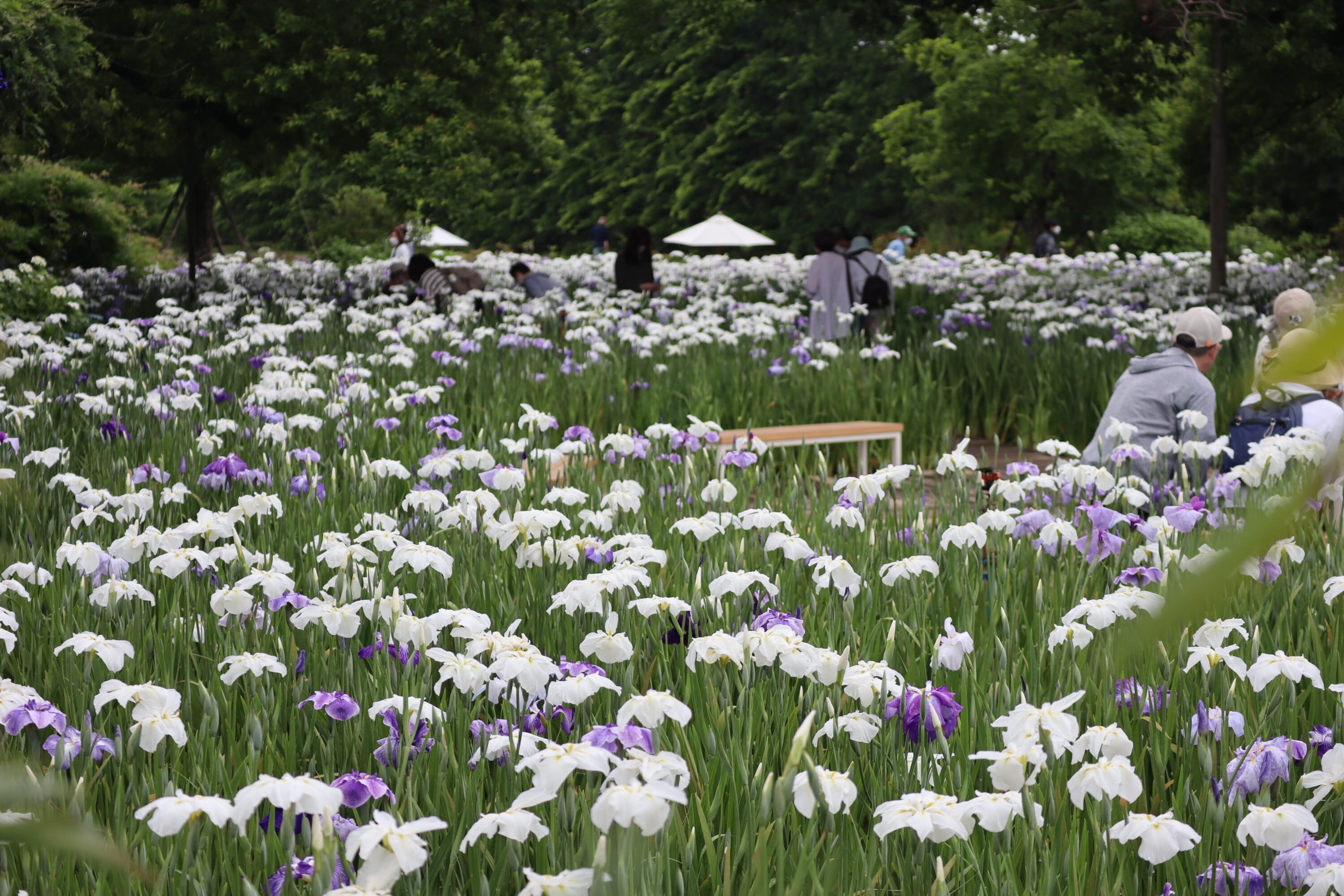 🌸 아시카가 플라워 파크 이미지 20